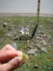 Sisyrinchium septentrionale