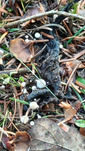 Collybia cirrhata, 2026-09-08