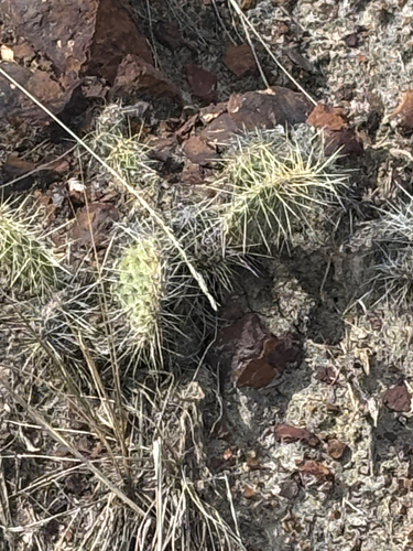 Plains Pricklypear