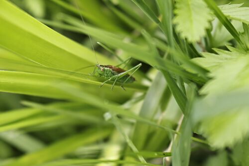 Short-winged Conehead