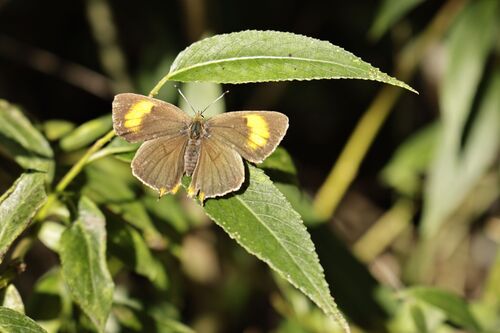 Brown Hairstreak