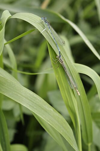 Blue Featherleg