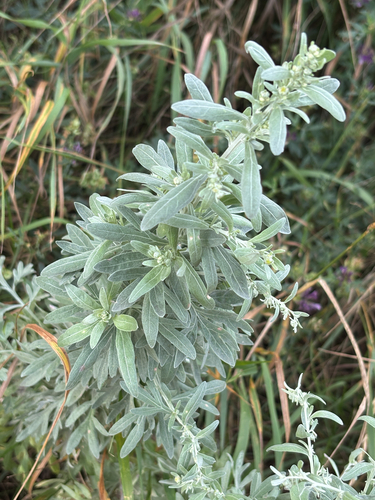 absinthe wormwood