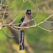 Gray Treepie - Photo (c) Vijay Anand Ismavel, some rights reserved (CC BY-NC-SA), uploaded by Dr. Vijay Anand Ismavel MS MCh