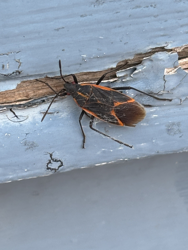 Eastern Boxelder Bug