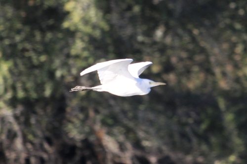 iNaturalist image