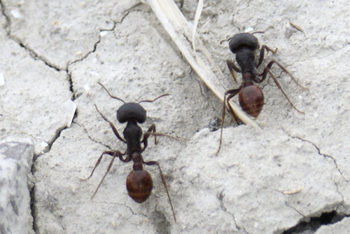 Hormiga Cosechadora