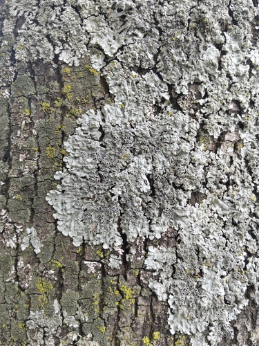 Frosted Rosette Lichen