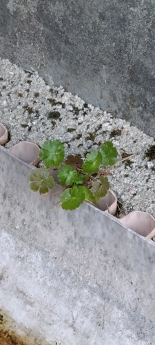 Shining Crane's-bill