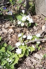 Sanguinaria canadensis