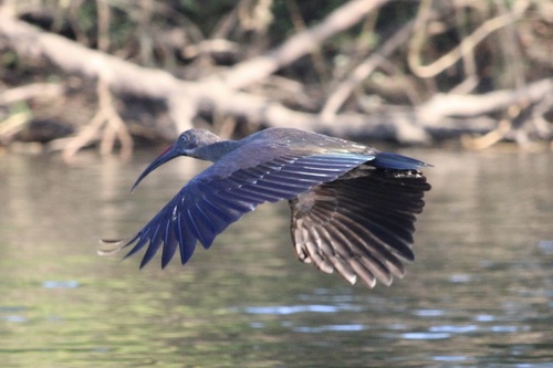 iNaturalist image