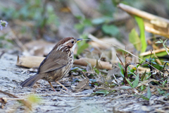 Pellorneum ruficeps