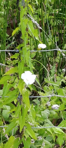 hedge bindweed