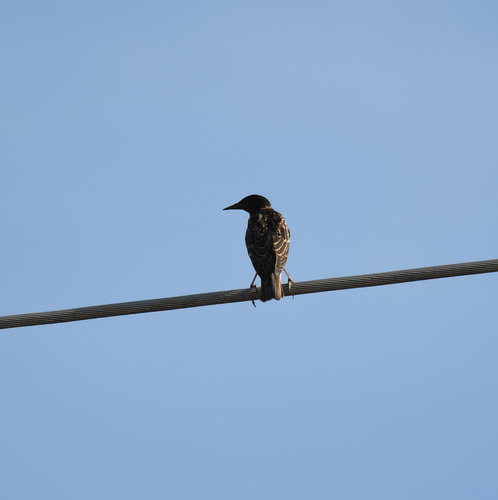 European Starling