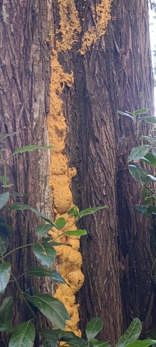Dog Vomit Slime Mold