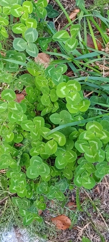 white clover