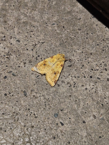 The Sallow