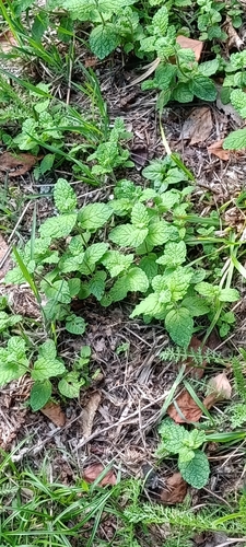 Apple Mint