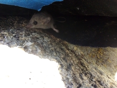 Peromyscus eva