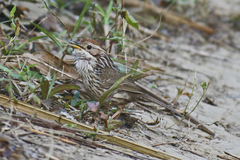 Pellorneum ruficeps
