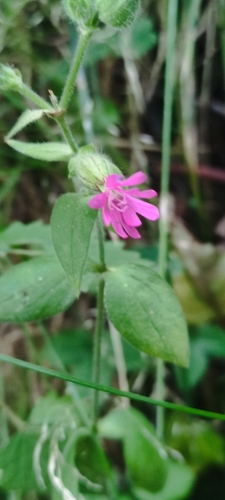 red campion