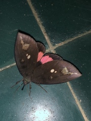 Tetrisia florigera