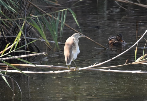 iNaturalist image