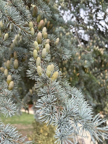 Atlas cedar
