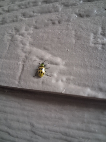 Spotted Cucumber Beetle