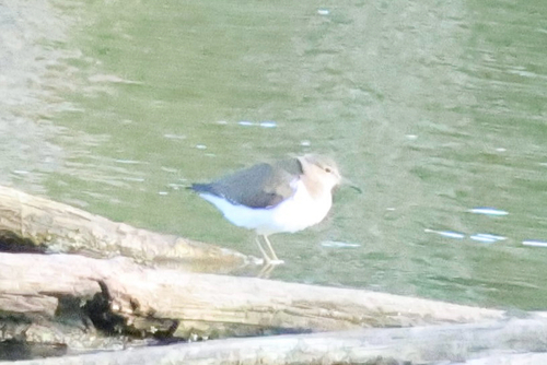 iNaturalist image