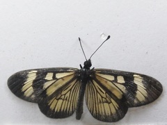 Actinote pellenea equatoria