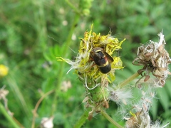 Euodynerus crypticus