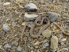 Dasypeltis sahelensis