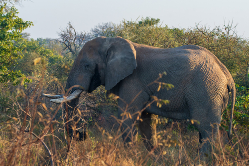 African Savanna Elephant