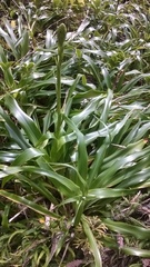 Pitcairnia micotrinensis