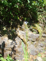 Sisyrinchium septentrionale