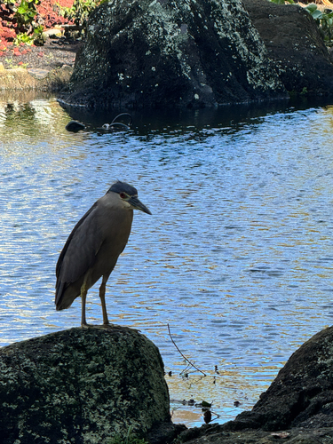 iNaturalist image