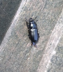 Platycerus