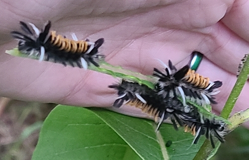 Milkweed Tussock Moth