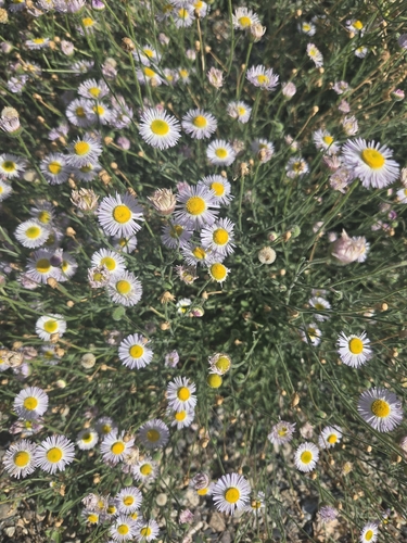 spreading fleabane