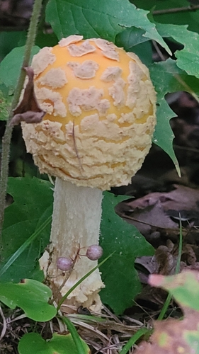 American Yellow Fly Agaric