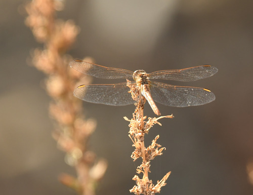 Southern Darter