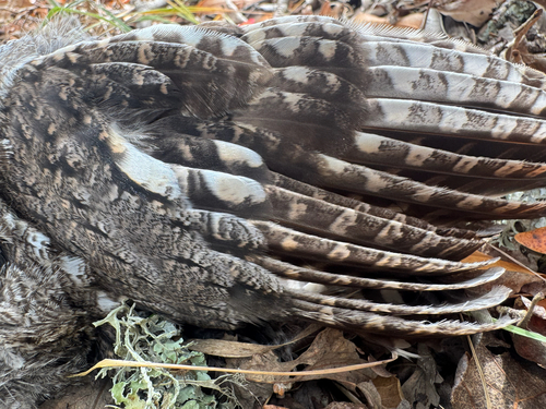 Western Screech-Owl seen in Sonoma Valley