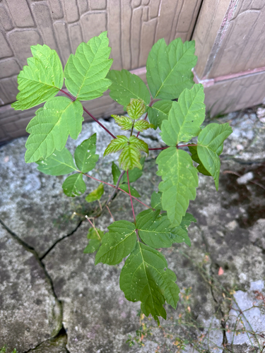 box elder