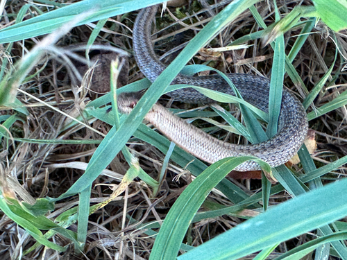 Smooth Snake