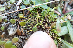 Isolepis basilaris