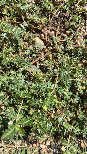 puncture vine