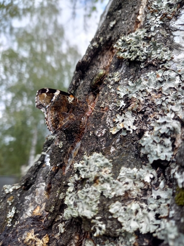 Red Admiral