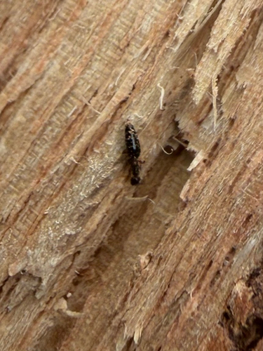 Sclerodermus observed 2026-09-09