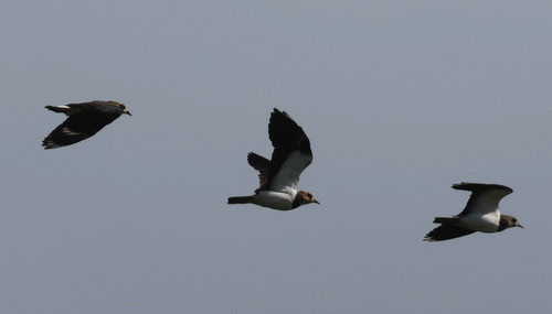 Northern Lapwing